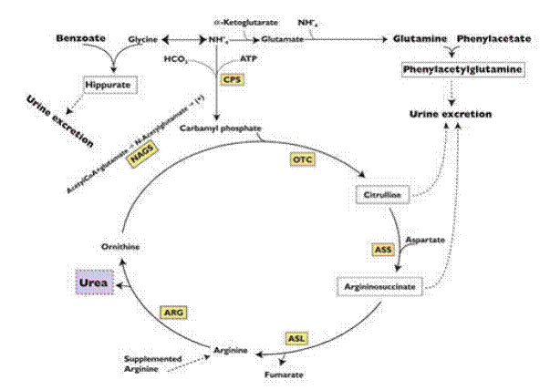 Sodium phenylacetate and sodium benzoate are metabolically active compounds that can serve as alternatives to urea for the excretion of waste nitrogen - Illustration