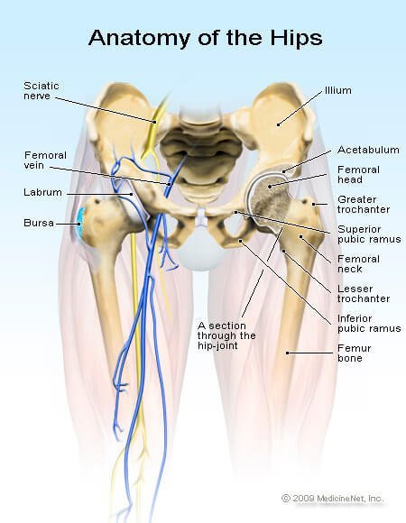 Picture of the Anatomy of the Hip