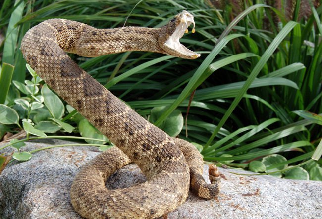 bitten by a rattlesnake