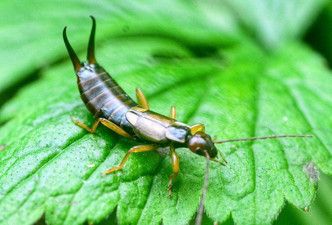 Earwigs are small, winged insects that infest gardens. They are flat brownish pests with scary pincers on their abdomen. They do not feed on human flesh or blood, so they are not dangerous.