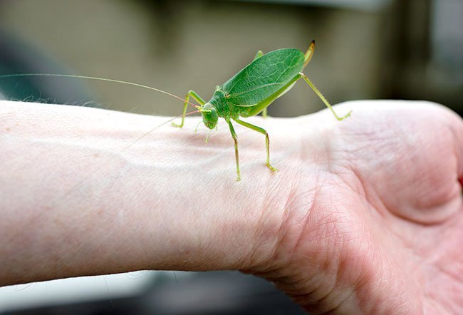 Katydids are gentle insects that look like grasshoppers. 
