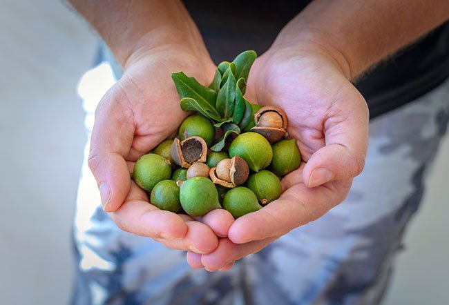 macadamia nuts
