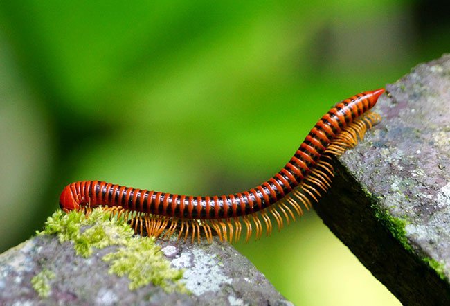 Millipedes belong to the family of arthropods (small animals with jointed, paired legs and no internal spine). 