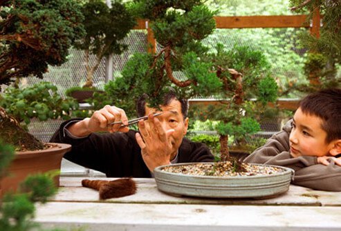 Photo of a man tending a bonsai garden with his grandson.