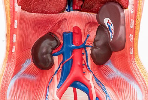 Image of the kidneys.