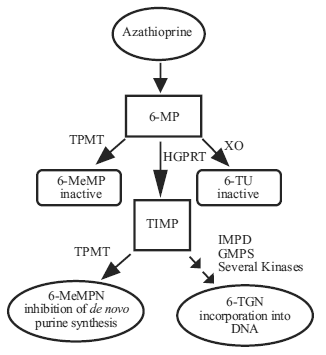 Metabolism pathway of azathioprine - Illustration