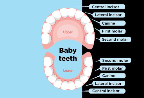 There are five different types of teeth a baby will develop during the first 3 years. 
