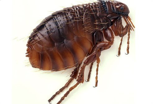 Fleas are not just a problem for Fido – these blood-sucking bugs bite people, too.