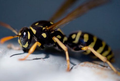 The stings of bees, wasps, hornets, and yellow jackets can cause severe reactions in people who are allergic to their stings.
