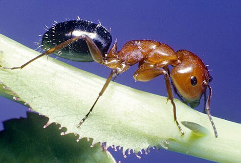 The red imported fire ant is found mainly in the Southern U.S.