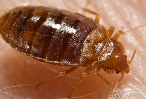 Bed bugs are reddish brown, and less than 1 millimeter (mm) in size.