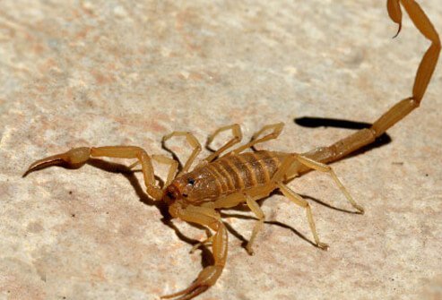 Scorpions are related to spiders and mites.