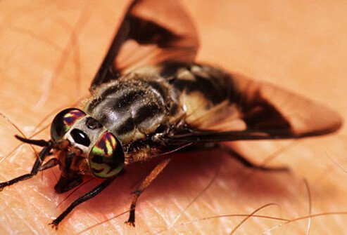 Deer flies are about the same size as houseflies.