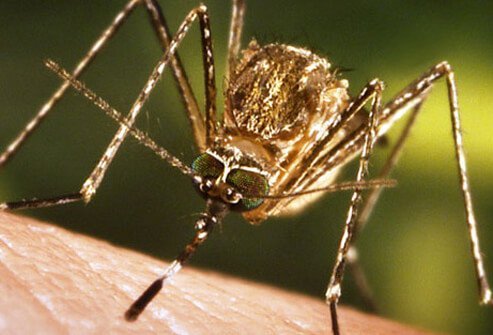 For the most part, mosquitoes cause itchy hives when they bite.