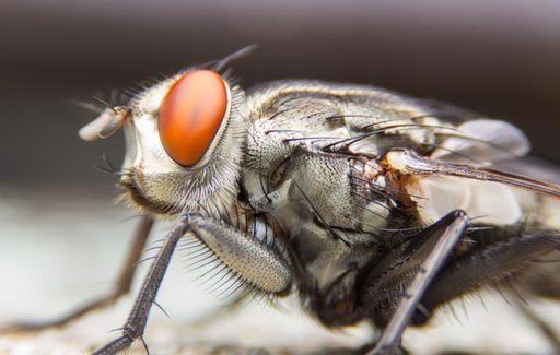 The housefly is a nuisance pest that can spread diseases such as food poisoning and dysentery.