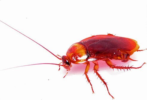 Cockroaches can be found all over the world and can trigger asthma and allergic reactions.