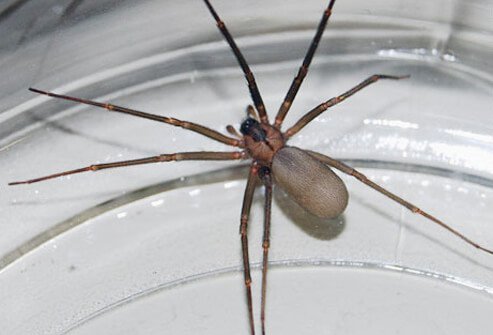 Brown recluse spiders are extremely poisonous, and their bug bites can cause infection and illness.