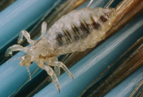 Head lice are about 2-3 millimeters (mm) long, and they infest the head and neck area, usually hidden in your hair.