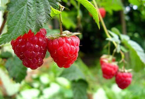Ellagic acid is found in red raspberries, strawberries, and pomegranates.