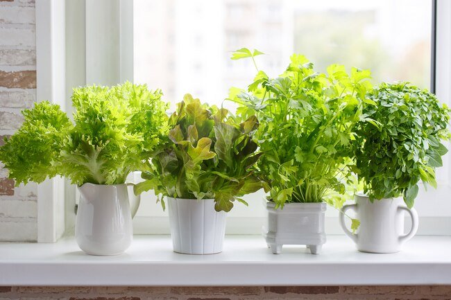 Trim the ends of herbs and keep them in a vase in the fridge covered loosely with plastic to keep them fresh.