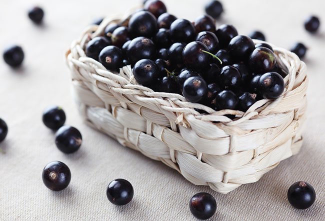 Blackcurrant bushes were grown in America back in the 1629s
