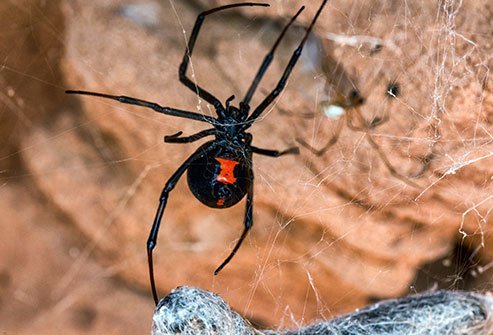 Spider bites are rarely poisonous, but you should know which spiders are dangerous.