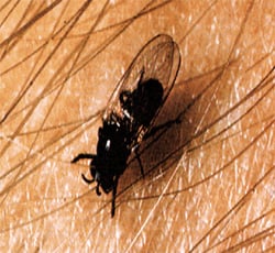 Photo of a blackfly