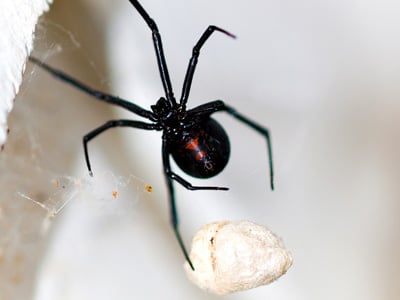 Black Spider