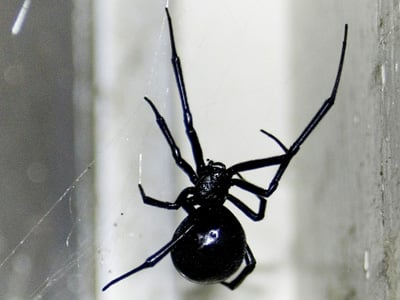 Black Spider