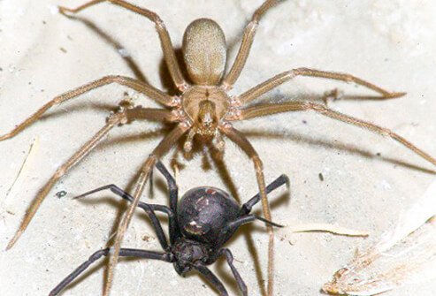 Be cautious of both black widow spiders and brown recluse spiders if bitten.