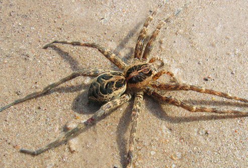 Spiders in the same family as the brown recluse spider include the desert recluse found in Texas, Arizona, and California, and the Arizona recluse.