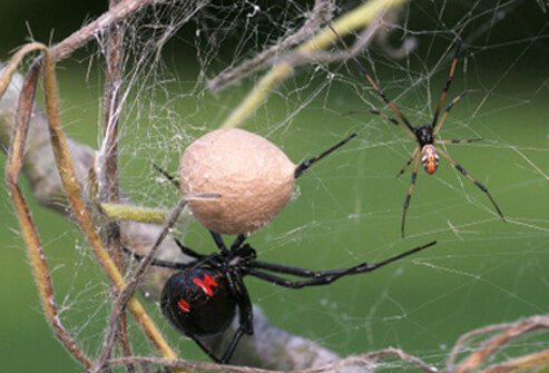 Black widow spiders are active at night (nocturnal), and they prefer dark areas.