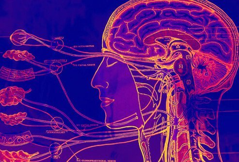 One of the dangers of a black widow spider bite is its effects on the nervous system.