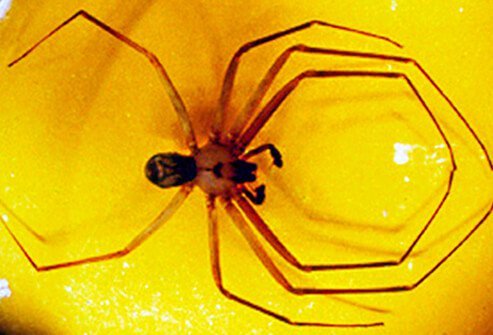 Brown recluse spiders are native to the Midwestern and Southeastern states.