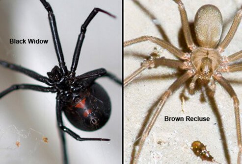 In the U.S., most spiders you find are harmless, but the black widow spider and the brown recluse spider are exceptions.