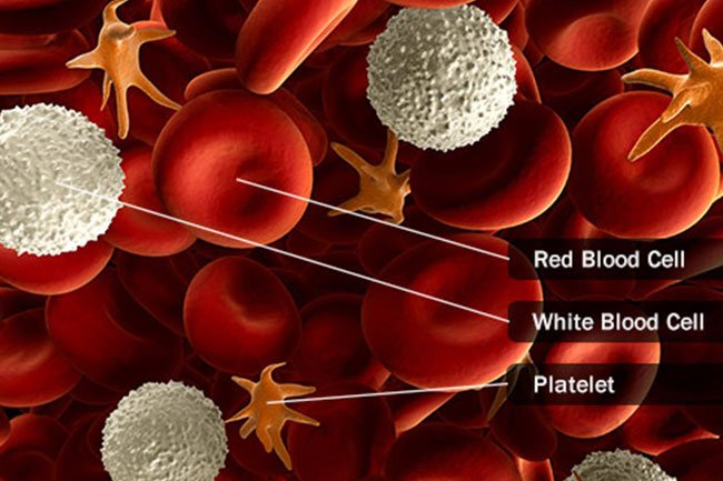 Different blood cancer types arise from different kinds of blood cells.
