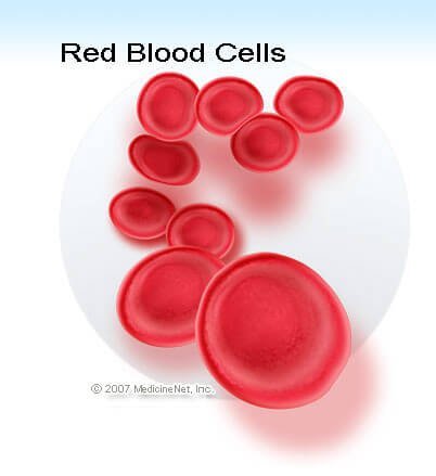 Picture of normal red blood cells
