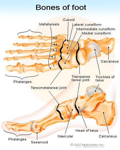 Picture of the Bones in the Foot
