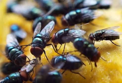 Certain types of flies, which are rich in protein, are ground up and used in east African countries.