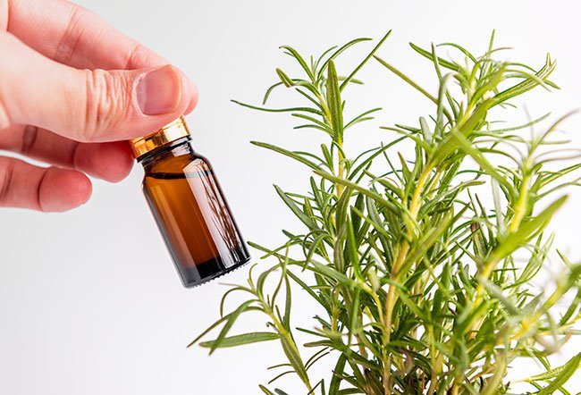 rosemary oil in hair