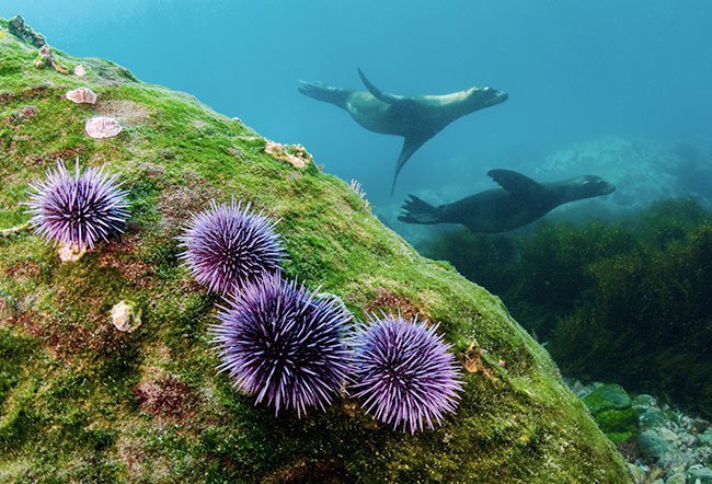 Sea Urchins