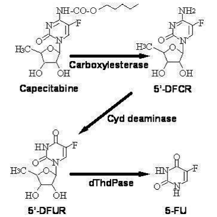 Metabolic Pathway of capecitabine to 5-FU - Illustration