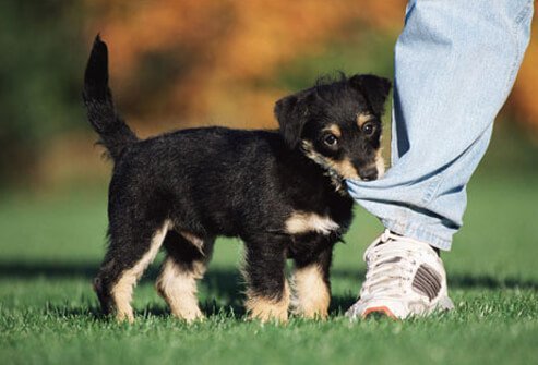 Photo of a puppy biting a pant leg.