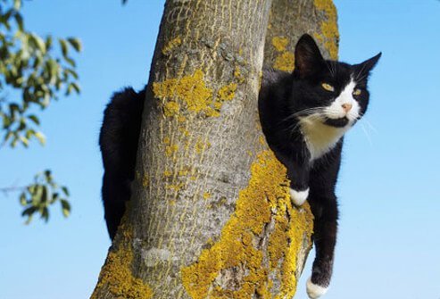 Photo of a cat in a tree.