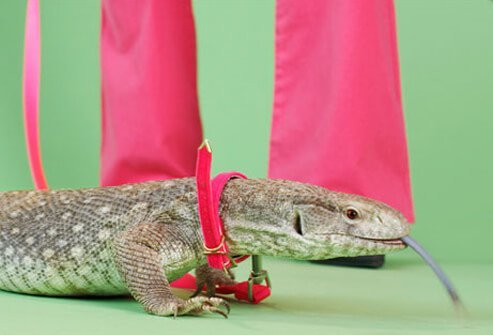 Photo of a lizard on a leash.
