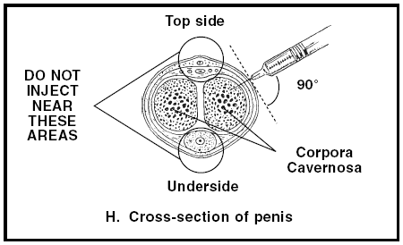 Cross-section of penis - illustration