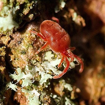 Adult chigger mite.