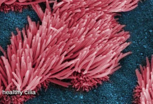 Photo of healthy cilia before COPD.