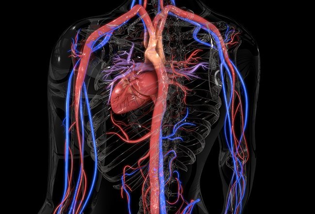 Arteries of the body
