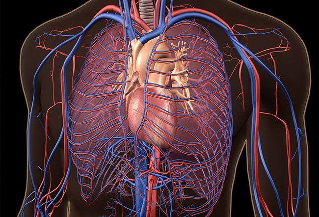 What Are the Major Organs of the Body